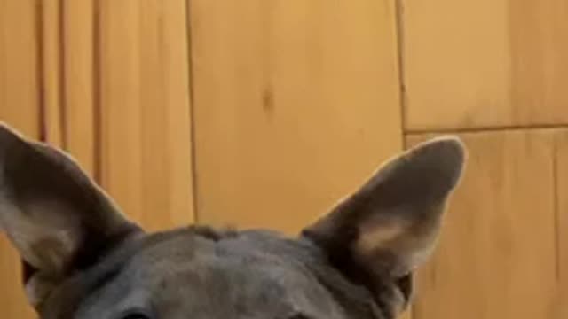 Funny pup adorably smiles the camera
