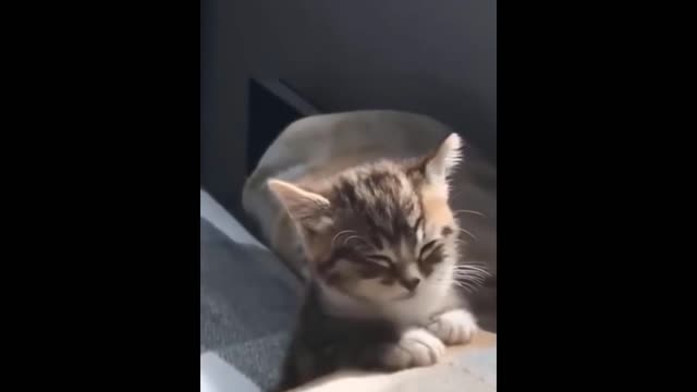 Viral Cute Cats and Funny Kitten!