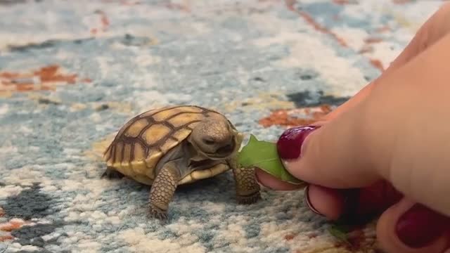 Turtle Cub With His Morning breakfast🥬💚