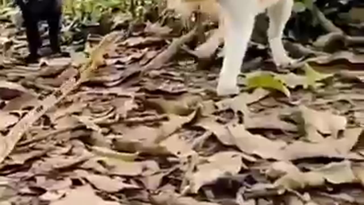 Cat vs snakes war