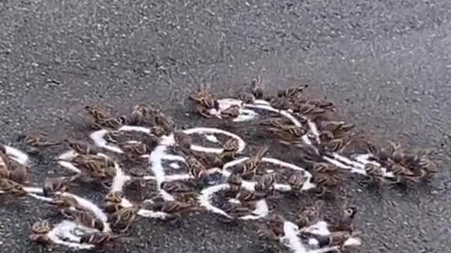 sparrow eating rice