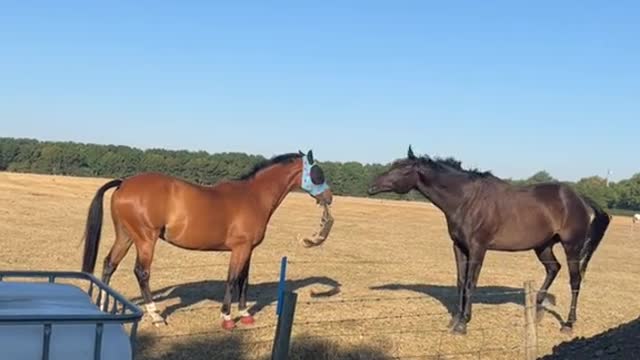 Boris the Horse Gets Caught Removing Friends Fly Mask