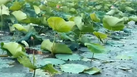 Beauty's of nature 147