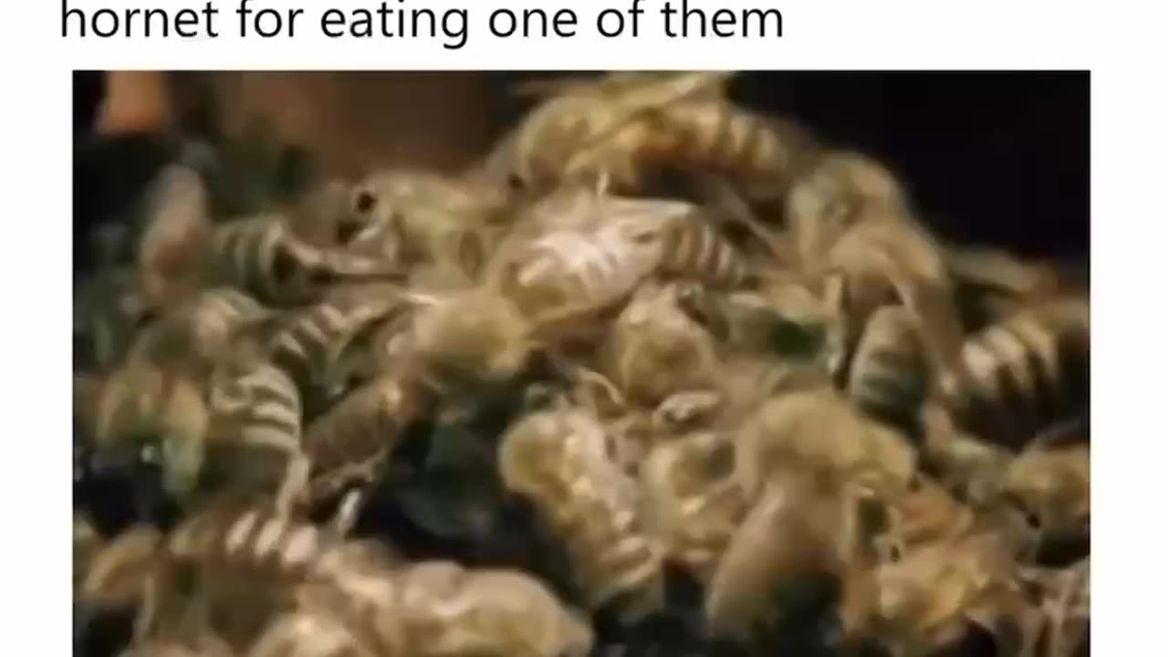 🐝Humanity are the Bees🐝