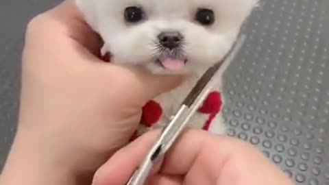 Dog lover 😍😍😍