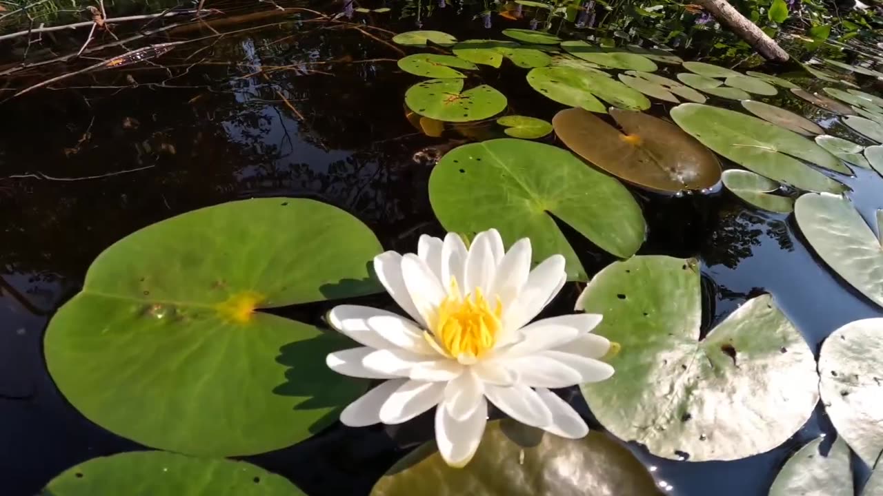 Water Lily