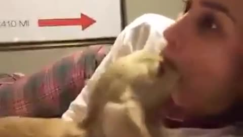 naughty dog