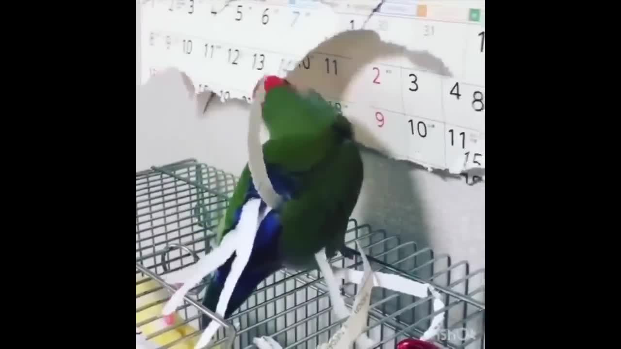 Funny Parrots Videos Compilation