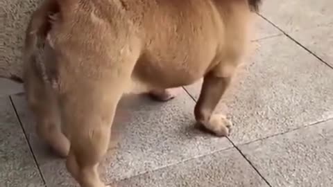 Lion funny dog video