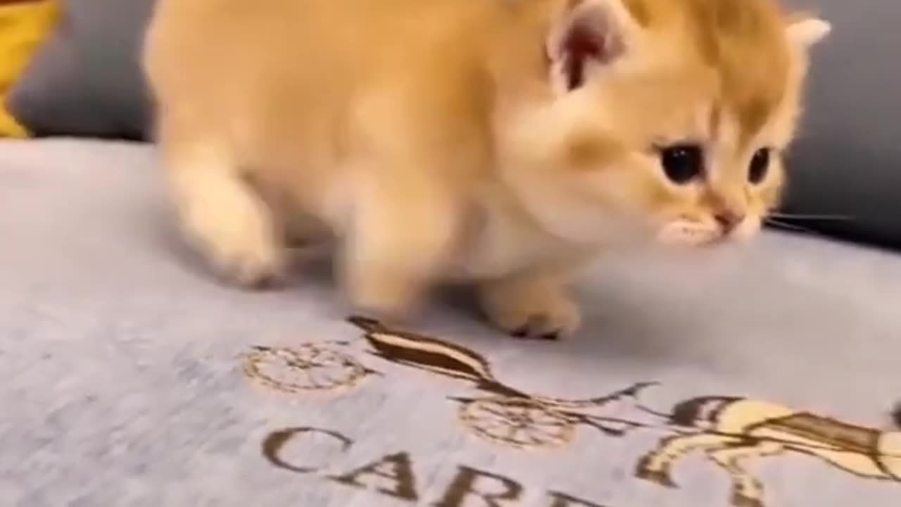 Funniest Videos 2023 😂 Funny Cats 🐱 #cute #cat #short