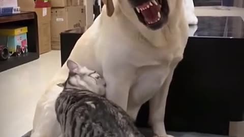 Funny Cats and dogs Videos 🤣 - Funniest Animal Videos 2023! 🥰 #7