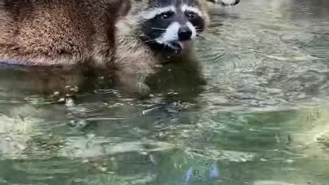 Look at a raccoon and you know it