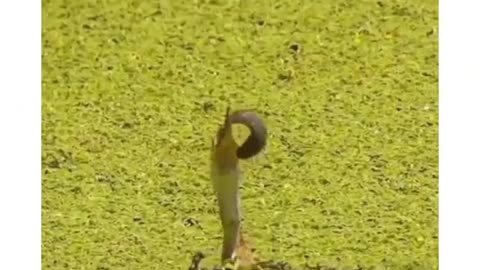 The Chance is Always There #shorts #viral #shortsvideo #video