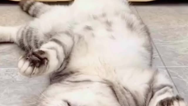 Funny Animals 2023!!!