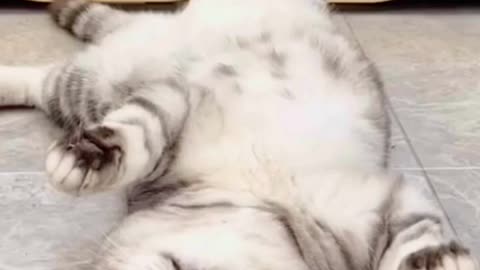 Funny Animals 2023!!!