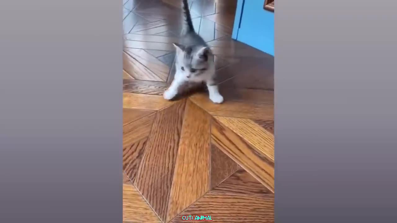 Funny Dog And Cat ππΆπ» Funniest Animals #1