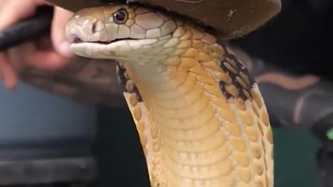 Funny snake 😂🐍😂🐍😂 #funny #viral #funnyvideo