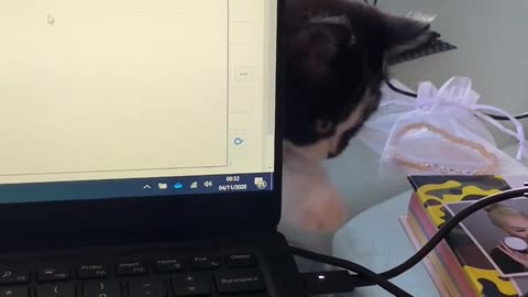 8 week kitten working from home