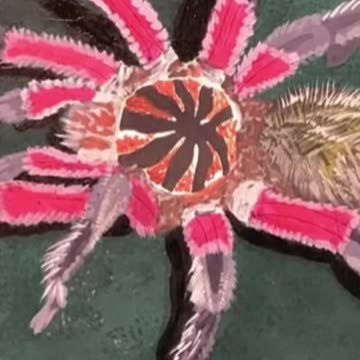 Brazilian Pink Bloom Tarantula