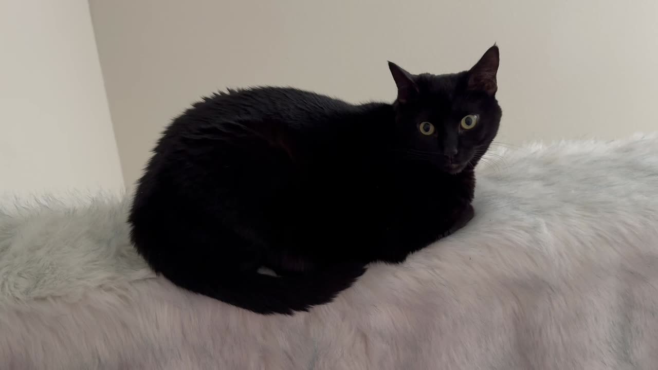 Adopting a Cat from a Shelter Vlog - Cute Precious Piper is Enjoying Sitting on a Fluffy Throw