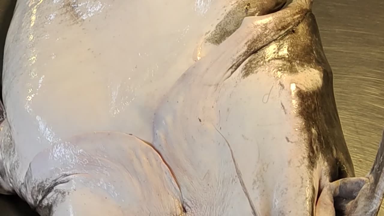 Giant Baghair fish live video in fish market#shorts