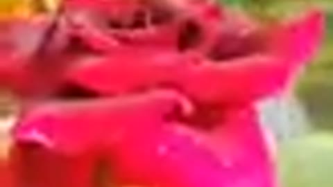 Most beutiful roses of my garden!