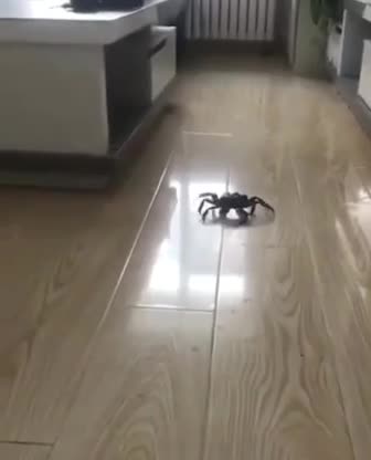 смешние животные