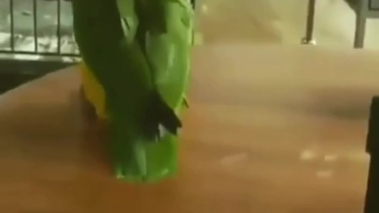 Dancing Parrot #shorts #viral #shortsvideo #video