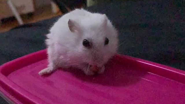 Cute little hamster eating sunflower seeds