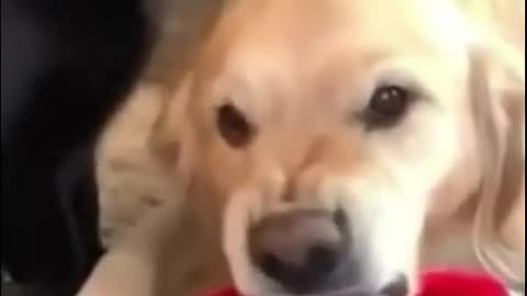 Dog funny video