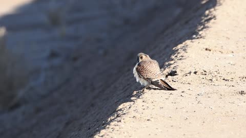 Female Kestrel