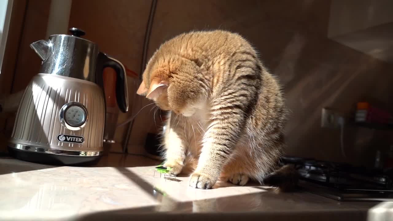 Hosico and the Grasshopper