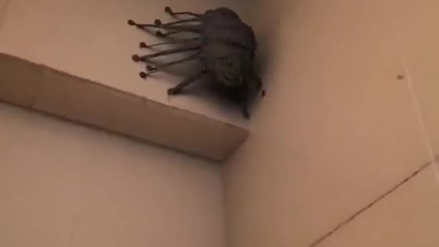 Crazy scary animal in the bathroom (weird!)