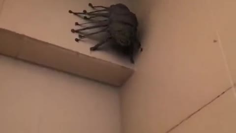 Crazy scary animal in the bathroom (weird!)