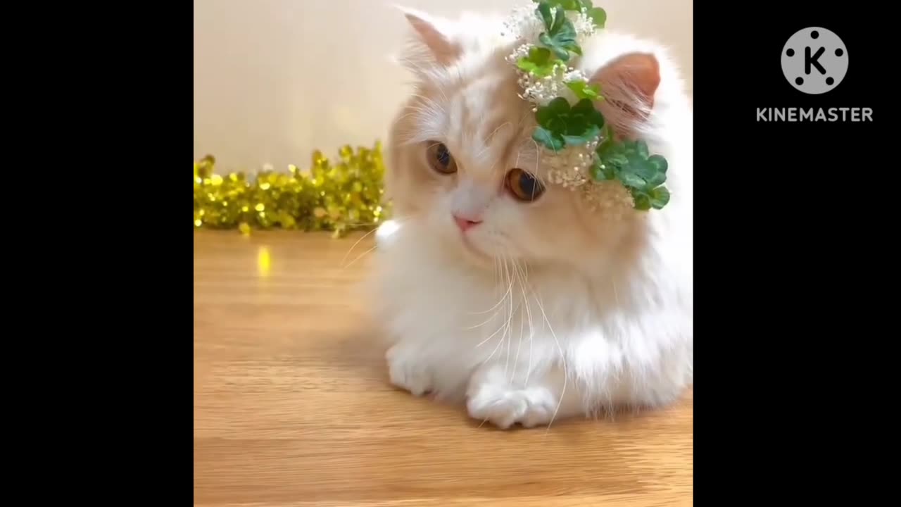 😻😻 PRITY CAT MOVEMENT 😻😻.#viral.#trending.#cat