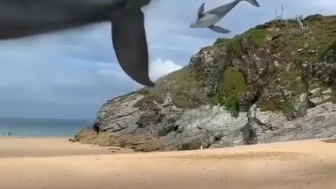 This is a beautiful and charming water-dwelling species