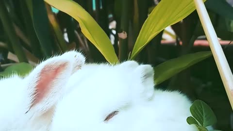 Cute rabbits