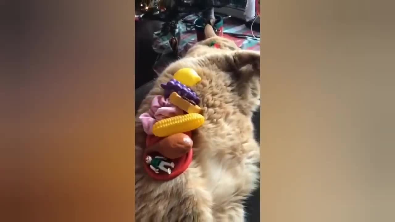 Do you like such a cute kitten