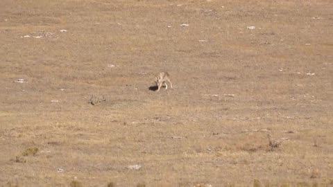 15_Coyotes_Down_300_HAM'R_AR-15_(_Epic_Daytime_Coyote_Hunting_)