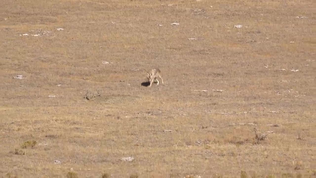 15_Coyotes_Down_300_HAM'R_AR-15_(_Epic_Daytime_Coyote_Hunting_)