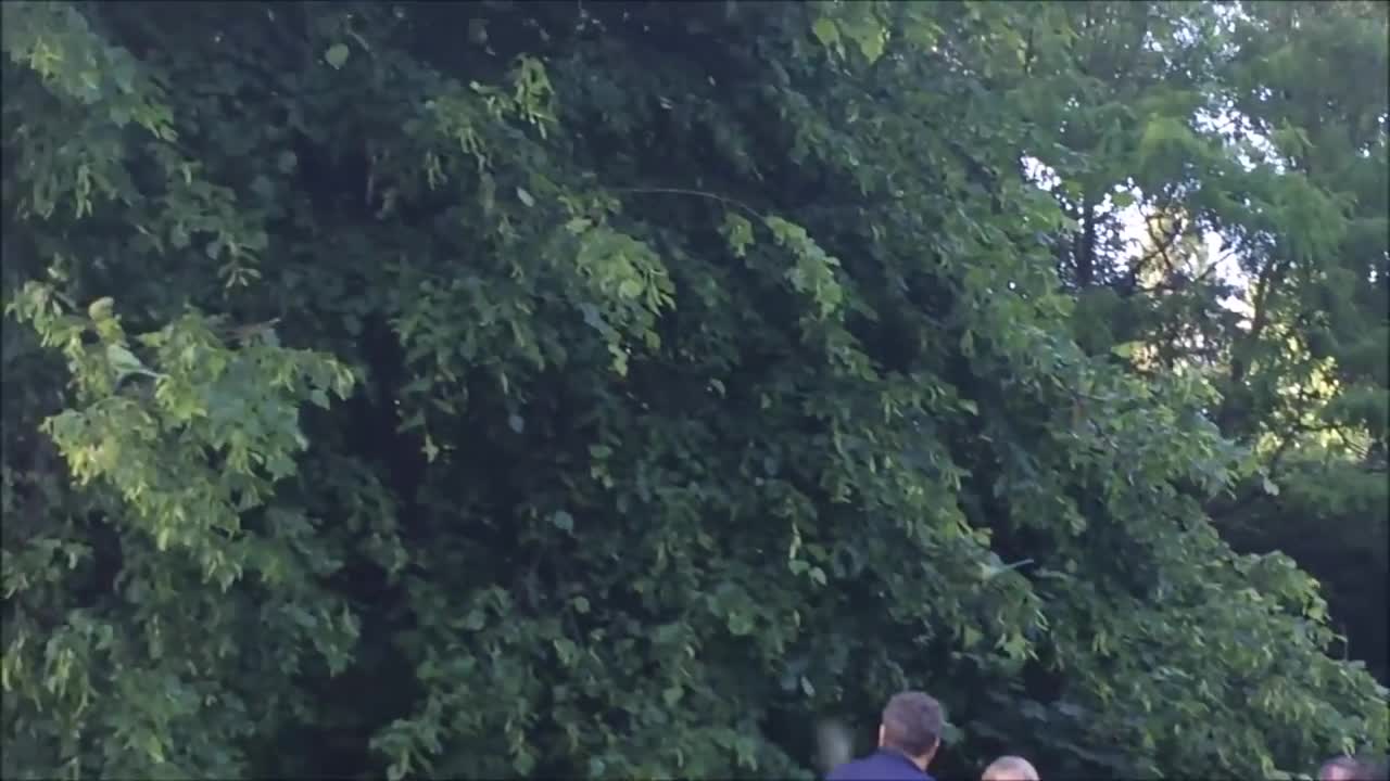 The Wild Parakeets (Ringneck) of Hyde Park in London, U.K