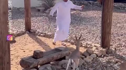 Funny Videos Collection