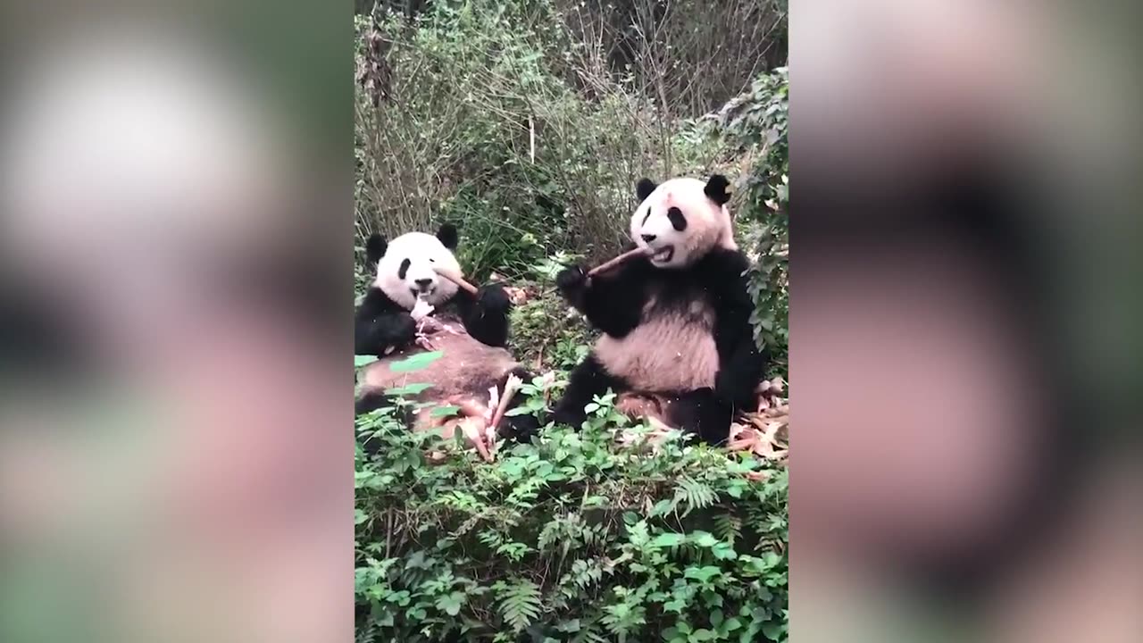 Cute Panda Doing Funny Things ♥