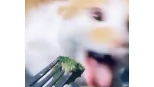 Cat VS Broccoli Reaction 🤣