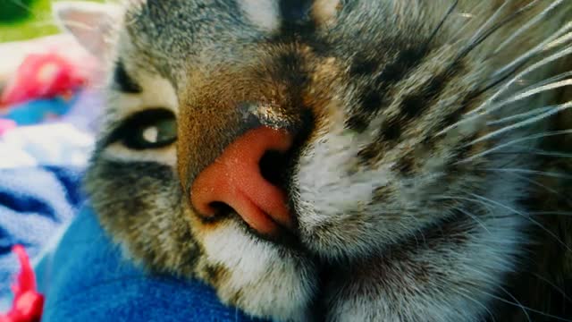 HOW CAT COMMUNICATE WITH EACH OTHER
