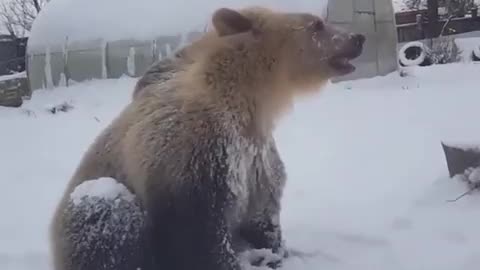 Bear and snow