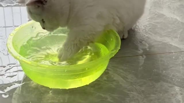 Have you ever seen a kitten that asks for a bath?