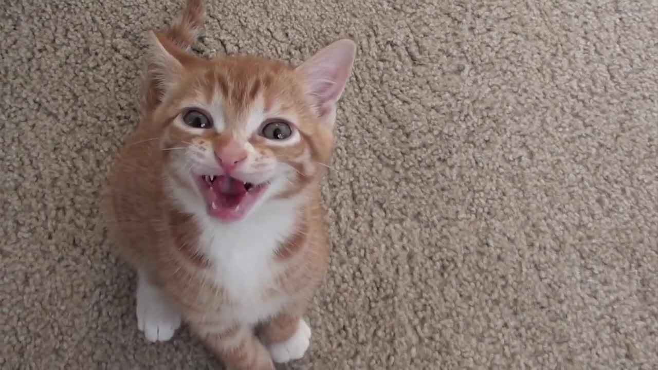 Smart Cat Interacts with Owner!