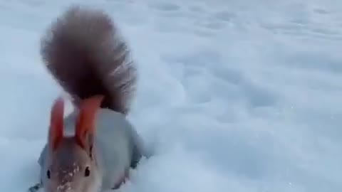 Squirrel accepts the gift