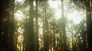 Meditation | Relaxing | Forest Videos |